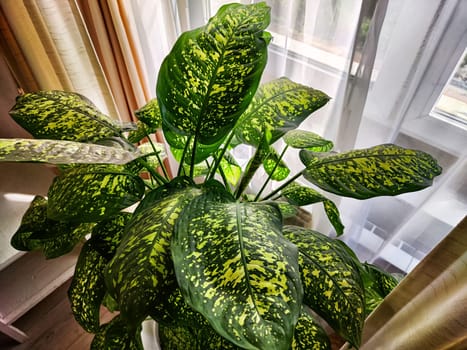 Dieffenbachia plant in a pot on a stool by the window. Retro interior in light colors. Background with plant with green leaves and fabric