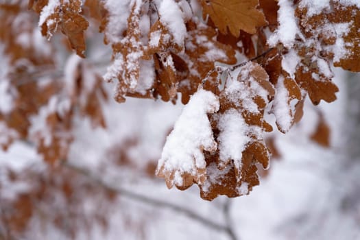 Winter landscape. Frost on branches. Beautiful winter seasonal natural background.