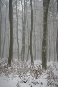 Snowy trees in forest. Beautiful concept for winter, nature and forest.