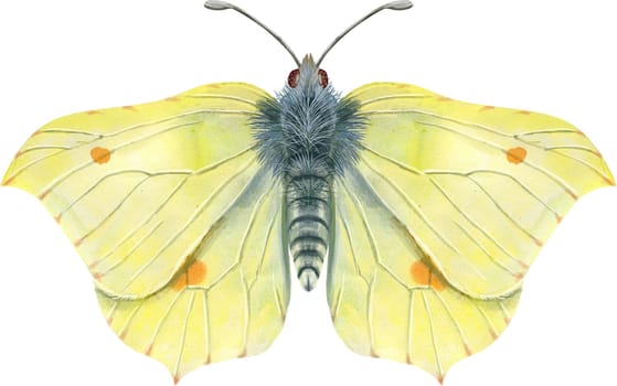 The yellow Lemongrass butterfly. Top view. Watercolor illustration
