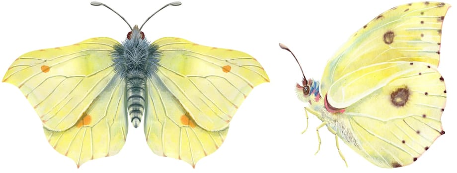 The yellow Lemongrass butterfly. Watercolor illustration