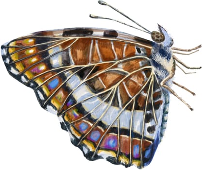 The brown Map butterfly with folded wings. Side view. Watercolor illustration