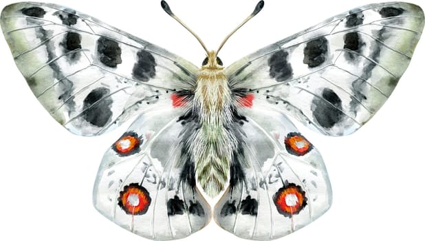 Apollo butterfly living in mountainous areas, isolated on white background. Watercolor illustration