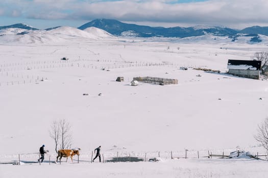 Farmers lead a cow on a rope along the snowy road in the village. High quality photo