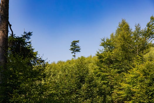 Beautiful alone high tree next to mountain trail growing behind and over high and green bushes at sunny day