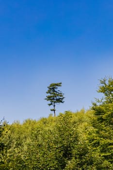 Beautiful alone high tree next to mountain trail growing behind and over high and green bushes at sunny day