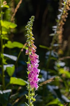 Beautiful purple plant with a lot of tiny flowers with long and thin green stem growing in bushes next to mountain trail