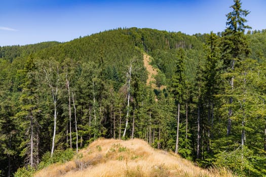 Beautiful green yellow and blue landscape of layers of hills and mountains full of high and green trees