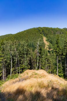 Beautiful green yellow and blue landscape of layers of hills and mountains full of high and green trees