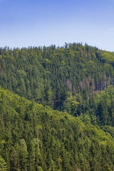 Beautiful green yellow and blue landscape of layers of hills and mountains full of high and green trees