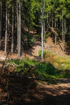 High and steep hill at mountain trail between high and thin trees at sunny day