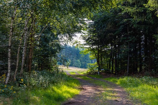 Beautiful natural gate at mountain trail created naturally by trees and bushes around