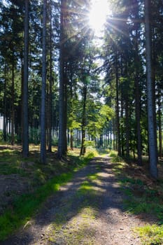 Beautiful mountain trail between thin high trees and shining sun on top at sunny day