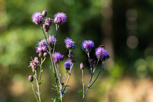 Beautiful purple plant with a lot of tiny flowers with long and thin green stem growing in bushes next to mountain trail