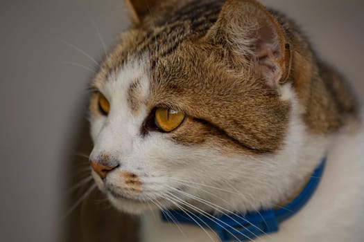 close up portrait of a cat outdoors