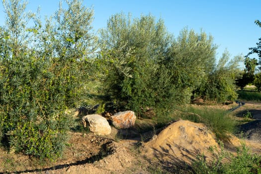 Olive trees in full production in a crop field under blue summer sky