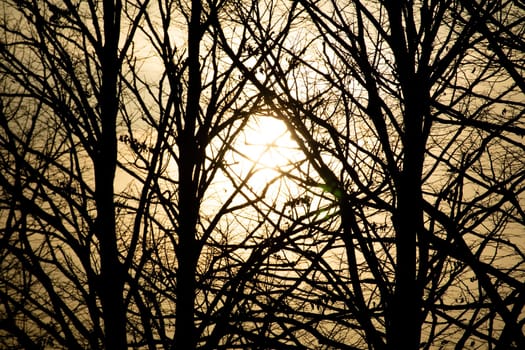 Photographic documentation of the moment of sunset through the branches of the trees 