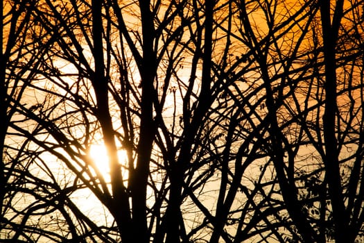 Photographic documentation of the moment of sunset through the branches of the trees 