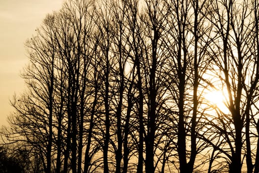 Photographic documentation of the moment of sunset through the branches of the trees 