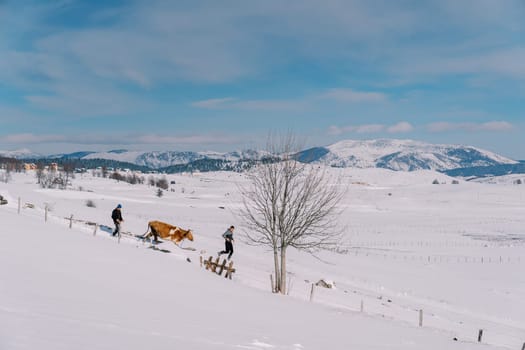 Farmers lead a cow on a rope along the snow road along the fence. High quality photo