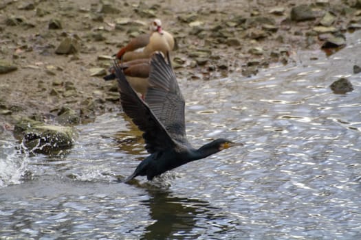 Cormorant bird takes off leaving splashes on the water. High quality photo