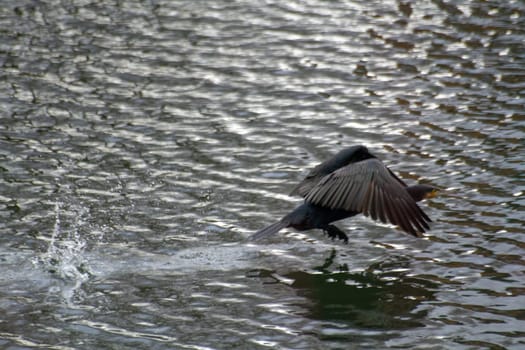 Cormorant bird takes off leaving splashes on the water. High quality photo