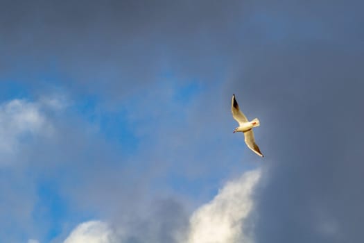 Seagull in flight against a background of blue sky with black clouds. High quality photo