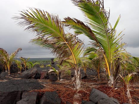 This photo portrays the resilience of nature in the face of destruction. The photo was taken in Kalapana, a town on the Big Island of Hawaii that was mostly covered by lava flows from the Kilauea volcano in 1990. The sky is cloudy and the horizon is barely visible, creating a somber and desolate mood. 