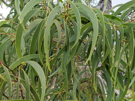 Close up of Koa Leafs with buds almost ready to flower on Oahu, Hawaii.