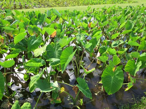 Vibrant and green taro patch, with leaves glistening under the sunlight, showcasing nature’s abundance. The photo shows the waterlogged field where the taro plants grow, and the reflections of the plants in the still water. The photo also shows a grassy area in the background where the taro patch ends.
