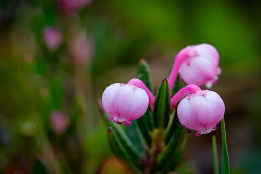 Bog rosemary, a species of flowering plant in the heath family Ericaceae, native to northern parts of the Northern Hemisphere. Found only in bogs. Arviat, Nunavut, Canada