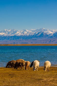 flock of sheep grazing on shore of mountain lake at sunny autumn afternoon, telephoto view with selective focus.