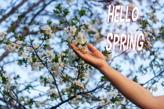 Hello, spring, the sunlight breaking through the crowns of the trees. Blooming apple trees