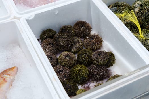 Sea Urchin. Fresh sea urchins border design, delicatessen food. Buying seafood at the supermarket