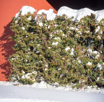 Small birds eating berries on the bush in snow on a bright sunny day