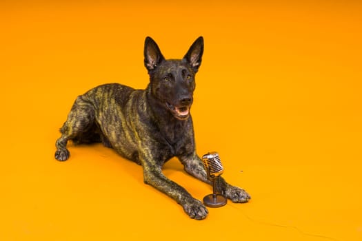 Dutch shepherd dog with microphone on a red and yellow background