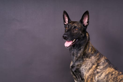 Studio shot of an adorable mixed breed dog sitting on a black background.