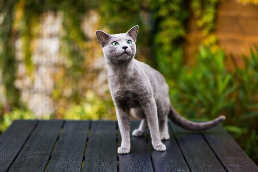 Blue cat sitting on wooden table with green background, sitting in a garden.