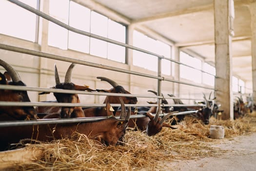 Goats chew hay while standing in a paddock on a farm. High quality photo