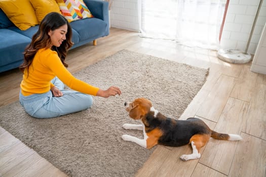 Young Asian girl fun and enjoy to play with beagle dog in living room of her house by give some candy or dog food to the dog.