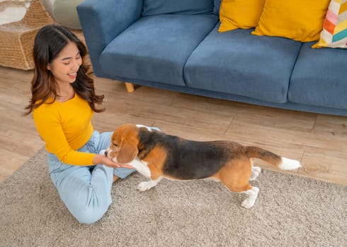 Young Asian woman try to train beagle dog in the living room of her house in front of sofa and they look happy to stay together.