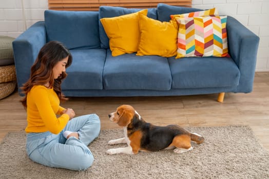 Young Asian woman try to train beagle dog in the living room of her house in front of sofa and they look happy to stay together.
