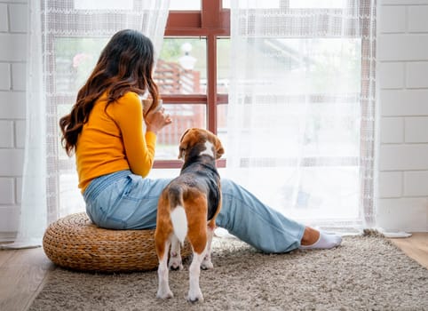 Young Asian girl sit on seat cushion also hold cup of tea also look outside through glass window and beagle dog also look to the same direction.