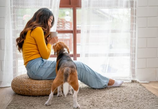 Young Asian girl sit in front of glass windows and enjoy to relax with beagle dog in the house.
