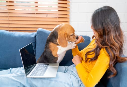 Beagle dog play fun with young Asian girl on sofa during the girl work with laptop.