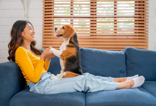 Side view of young Asian girl hold foreleg of beagle dog stand on her lap on the sofa in the house with day light and they look happy to fun and relax together.