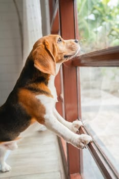 Vertical image of beagle dog stand and lean to glass window also look outside of the house.