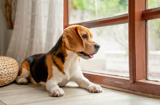 One beagle dog sit with relax in front of glass window or door in house with day light and dog look outside.