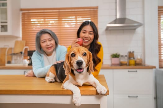 Main focus of beagle dog stay on table of kitchen in front of Asian senior woman and young girl and they look happy in the house with day light.