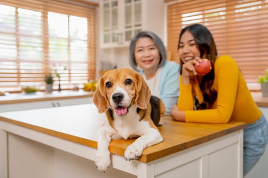 Main focus of beagle dog stay on table of kitchen in front of Asian senior woman and young girl and they look happy in the house with day light.